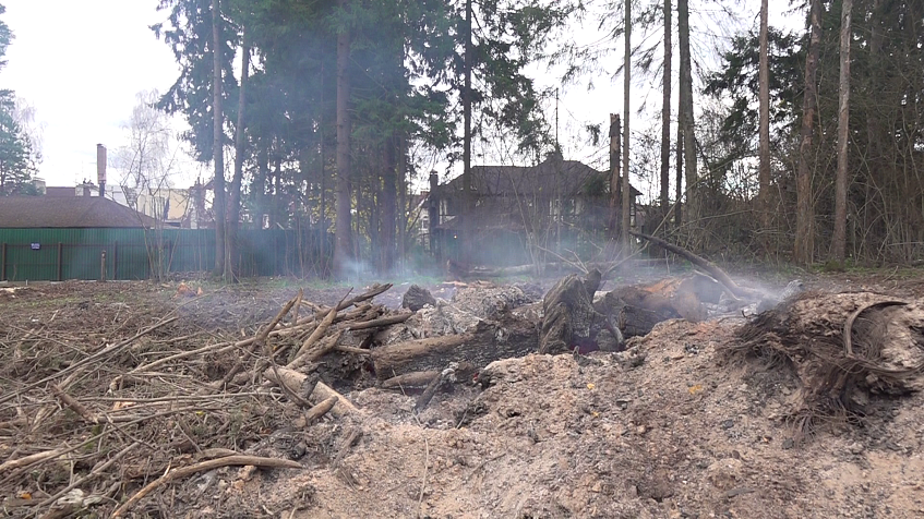 У КП «Новорижский» вырубили 1.5 га леса 